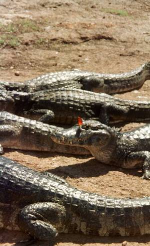 CAIMAN110 S10 ARQUIVO 06/04/2004 CAIMAN VIAGEM OE - Jacarés no Pantanal - FOTO BARBARA SOUZA/AE